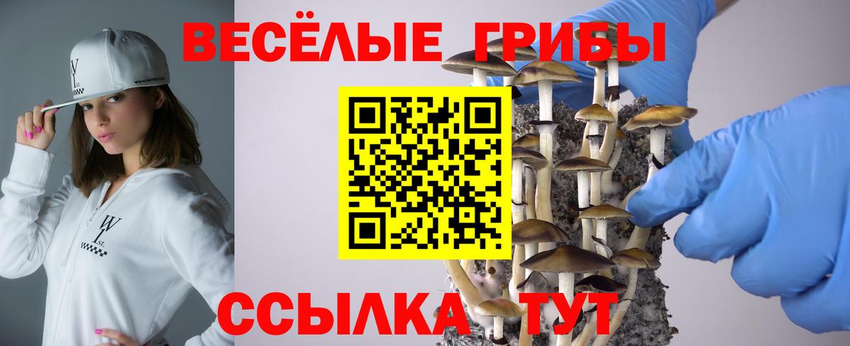 Камышлов  Псилоцибиновые грибы Psilocybine cubensis  Вход с VPN 